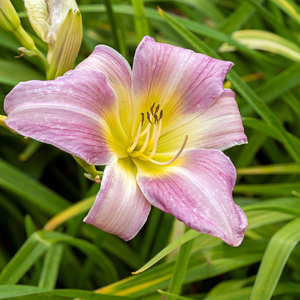 Hemerocallis Catherine Woodbury - Emerocallide