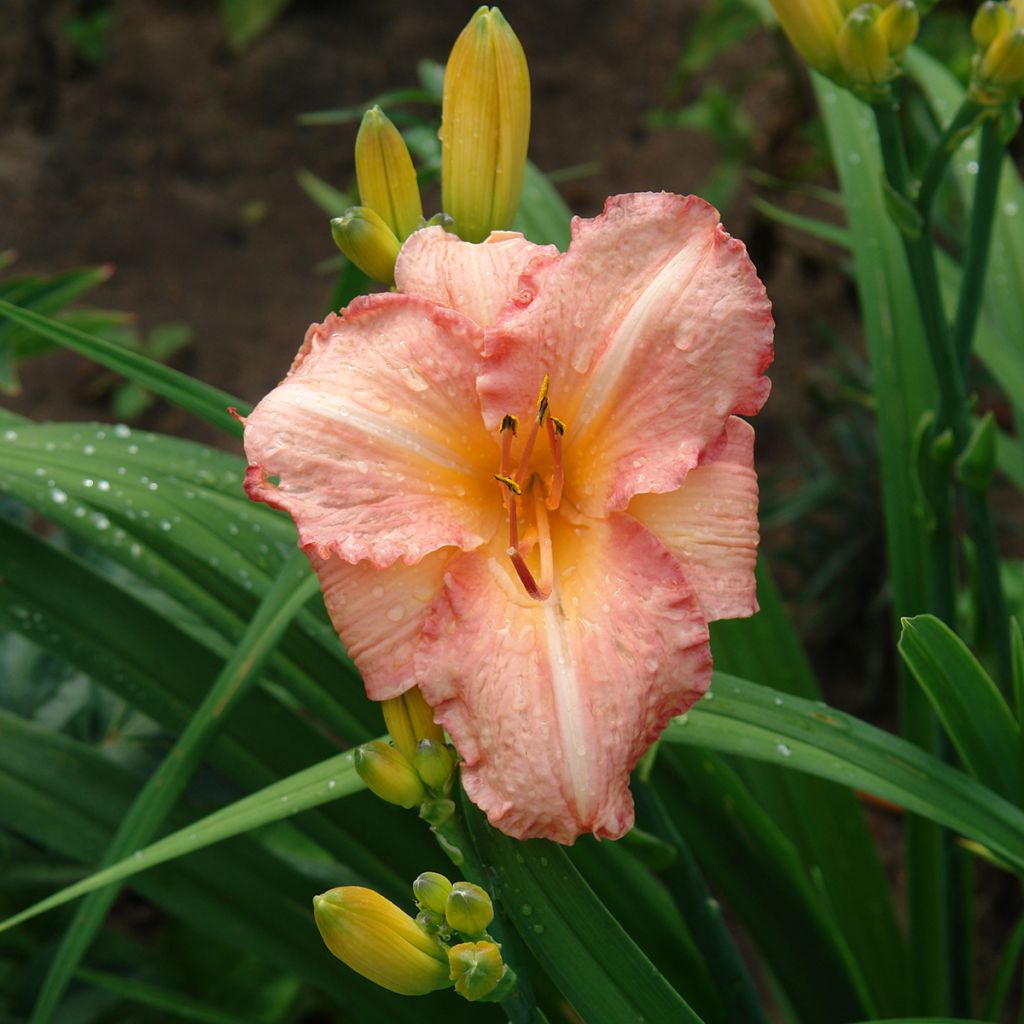 Hemerocallis Children's Festival - Emerocallide