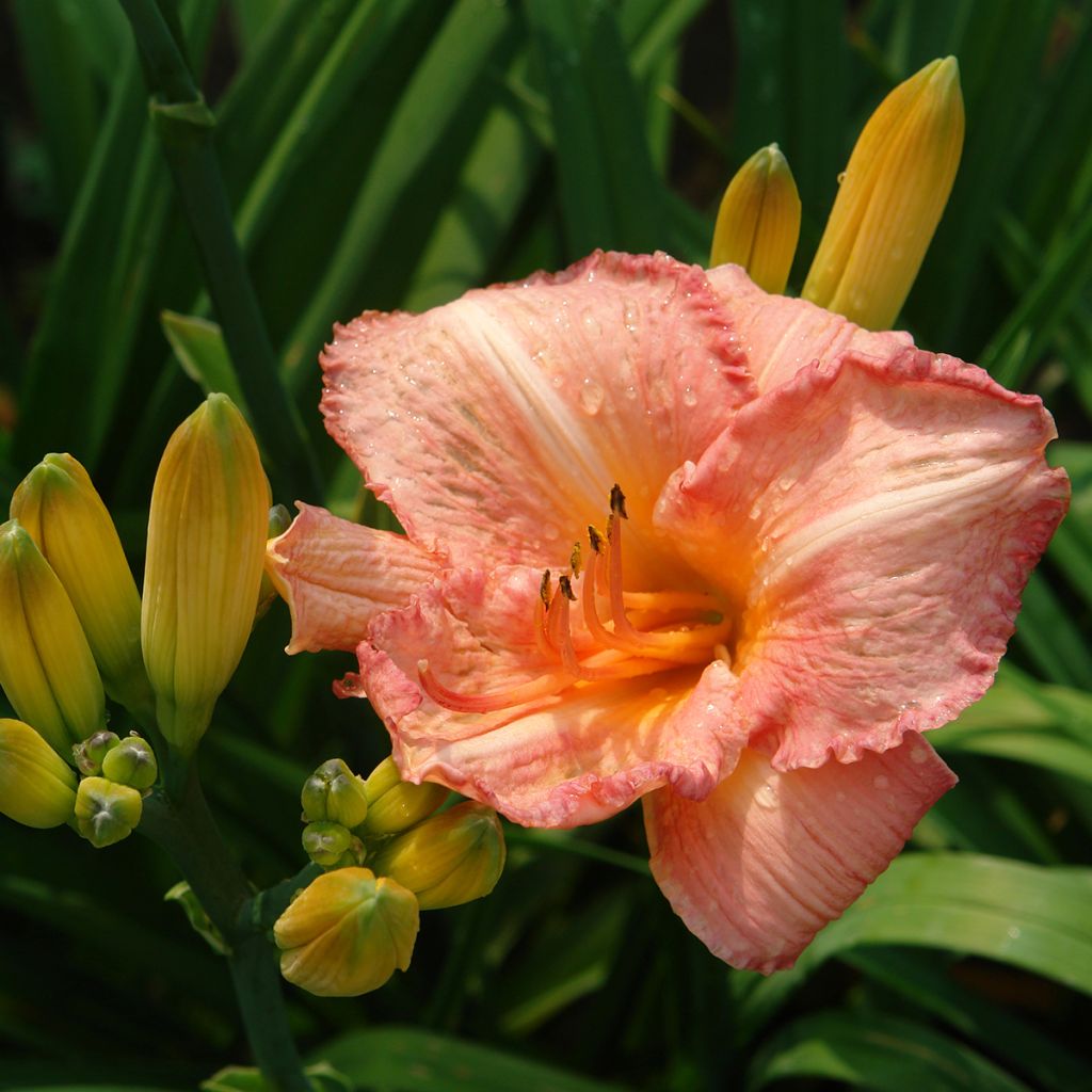 Hemerocallis Children's Festival - Emerocallide