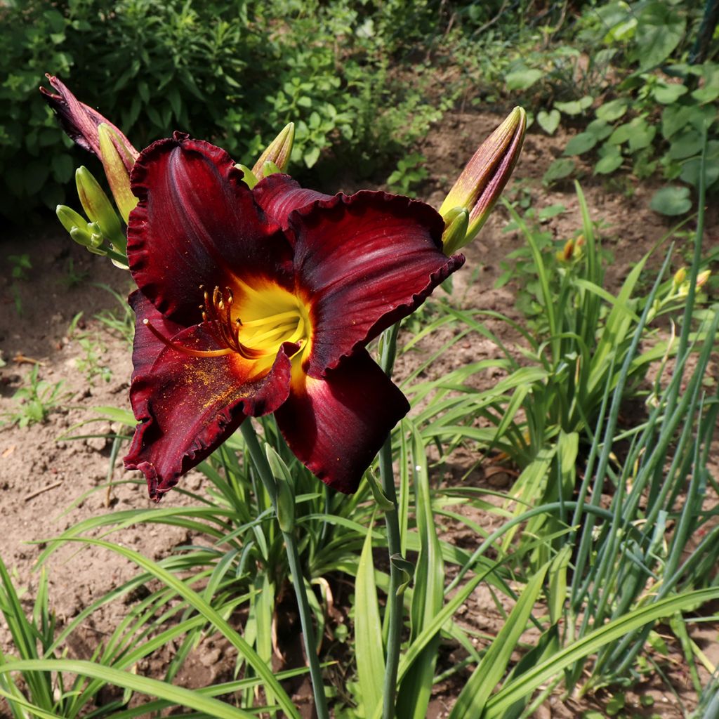 Hemerocallis Chocolate Candy - Emerocallide