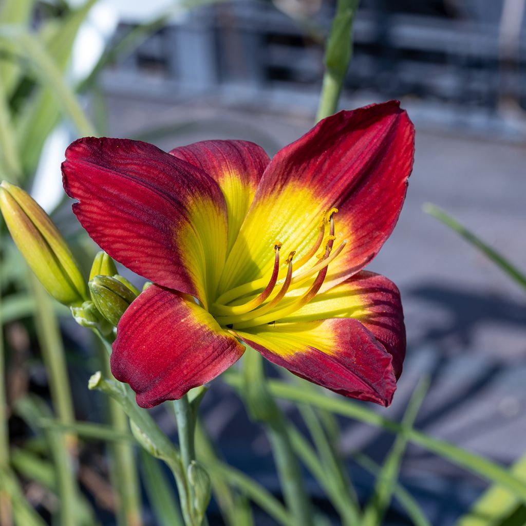 Hemerocallis Christmas Is - Emerocallide