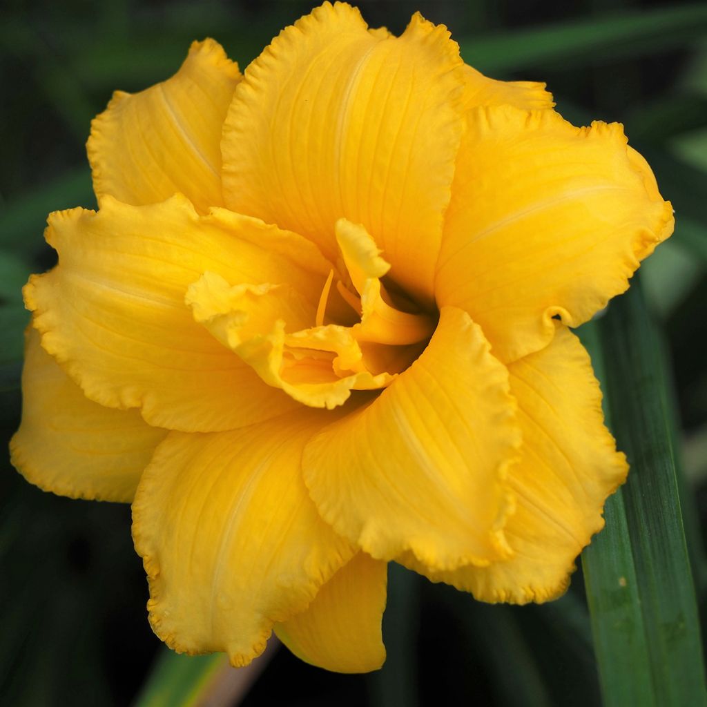 Hemerocallis Condilla - Emerocallide