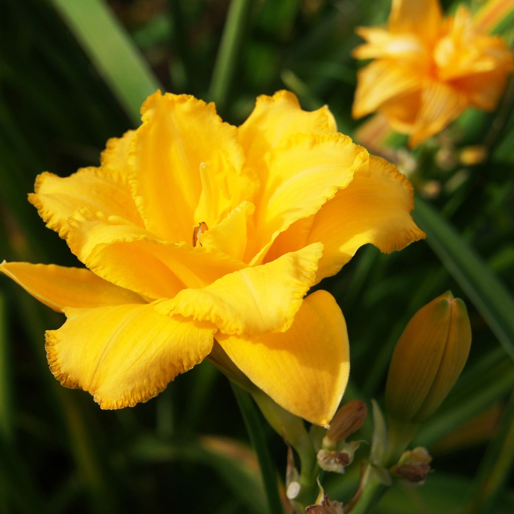 Hemerocallis Condilla - Emerocallide