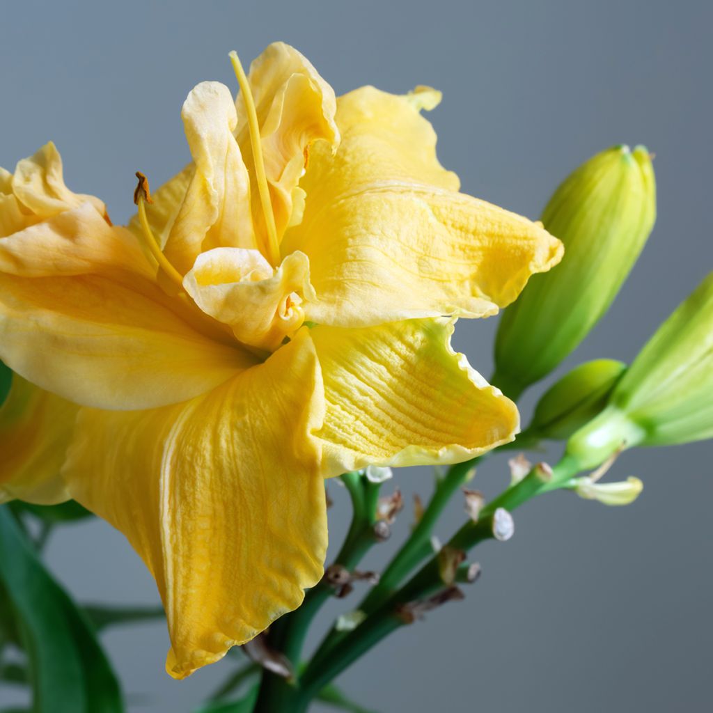 Hemerocallis Condilla - Emerocallide