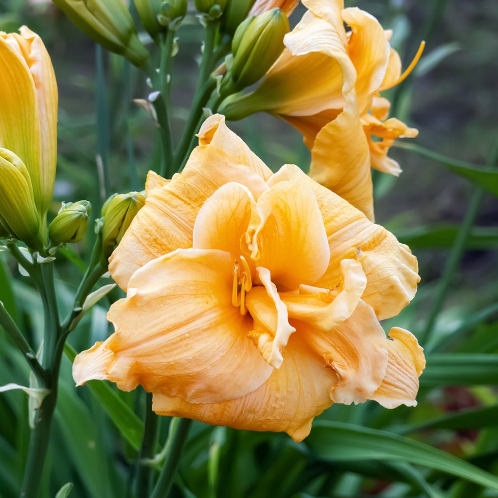 Hemerocallis Condilla - Emerocallide