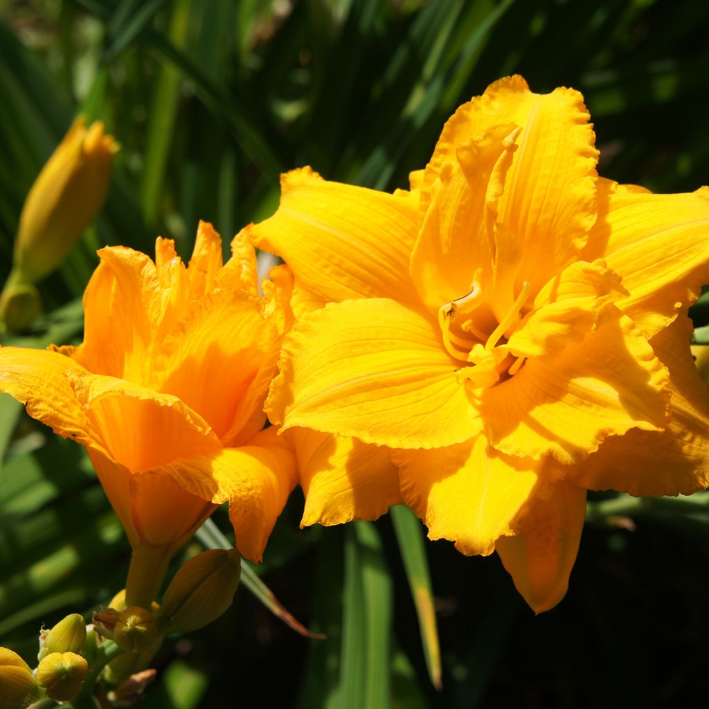 Hemerocallis Condilla - Emerocallide