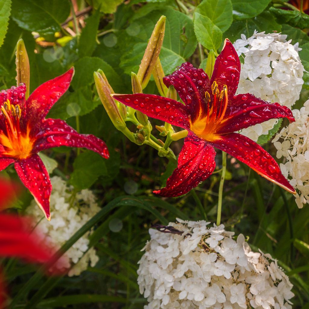 Hemerocallis Crimson Pirate - Emerocallide