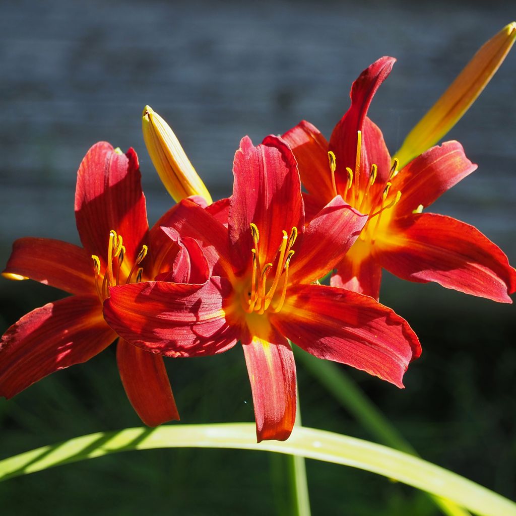 Hemerocallis Crimson Pirate - Emerocallide