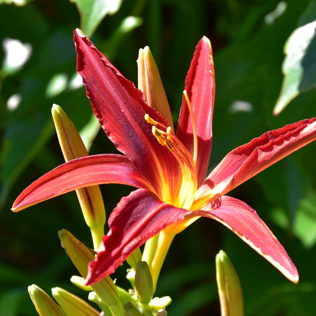 Hemerocallis Crimson Pirate - Emerocallide