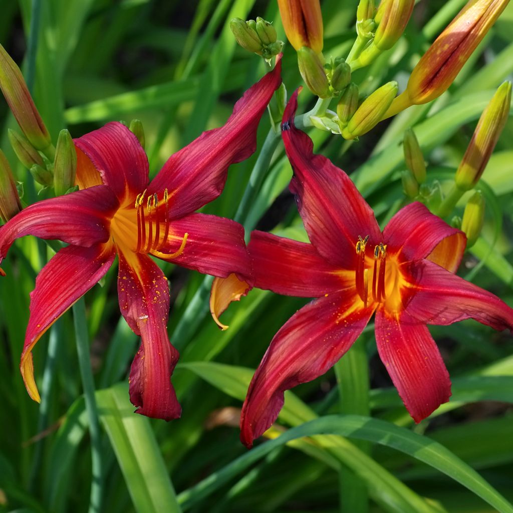 Hemerocallis Crimson Pirate - Emerocallide