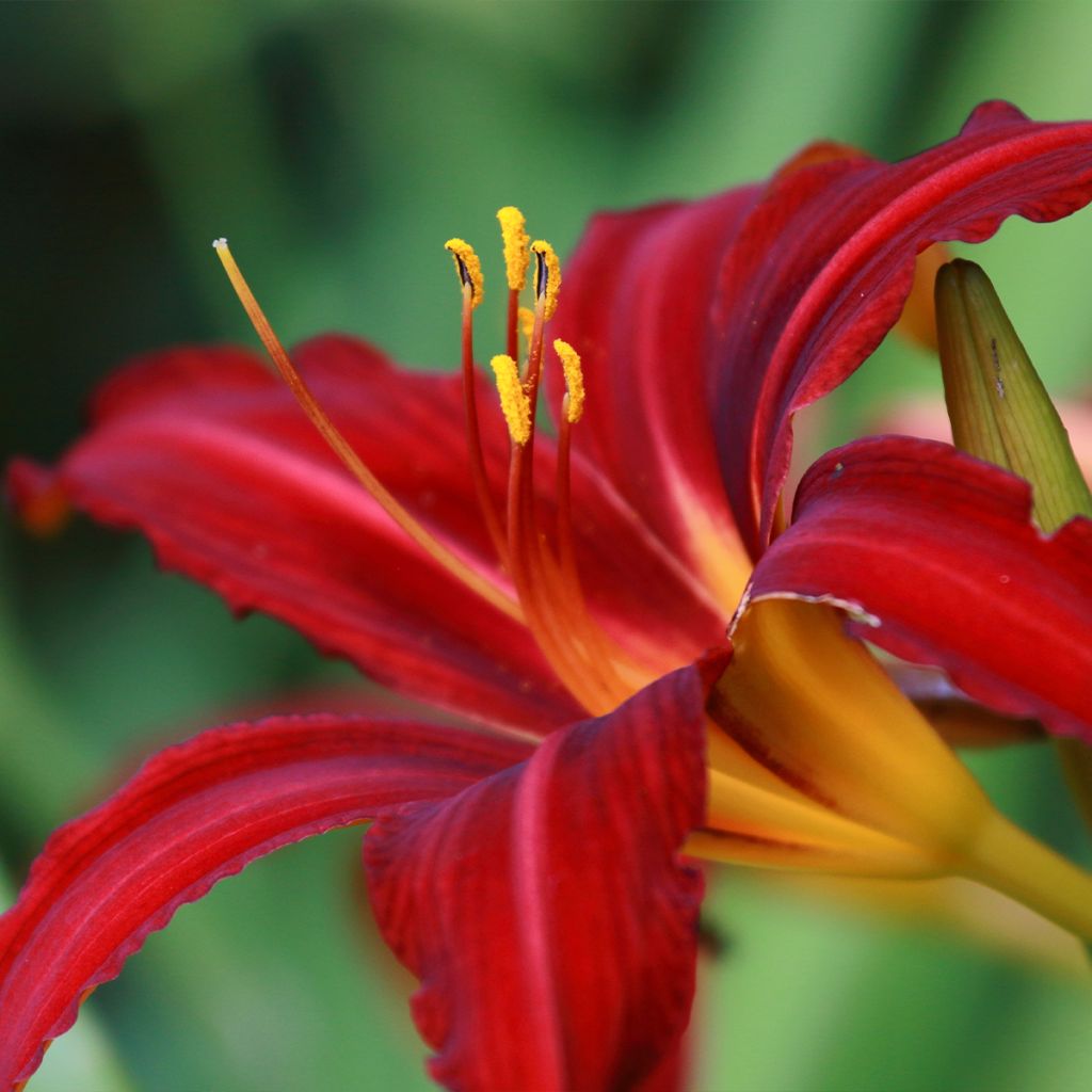 Hemerocallis Crimson Pirate - Emerocallide