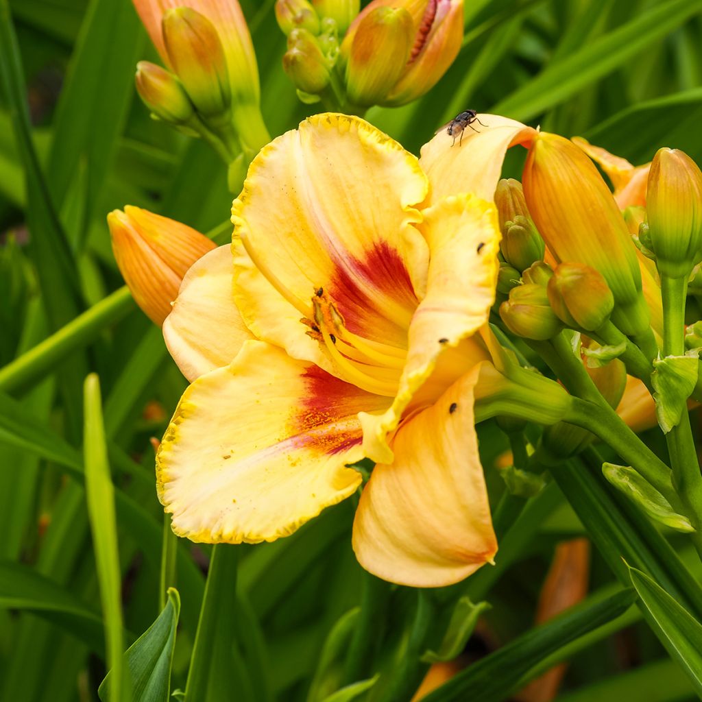 Hemerocallis Custard Candy - Emerocallide