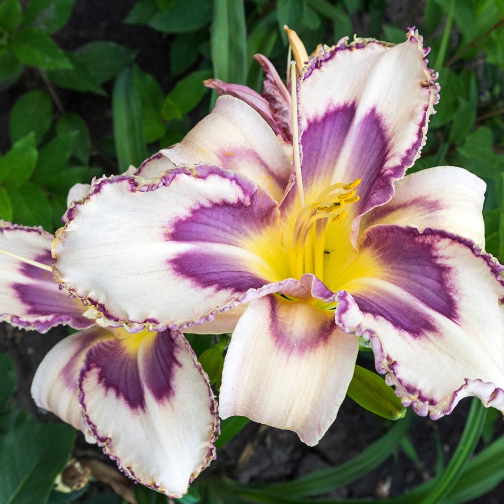 Hemerocallis Destined to See - Emerocallide