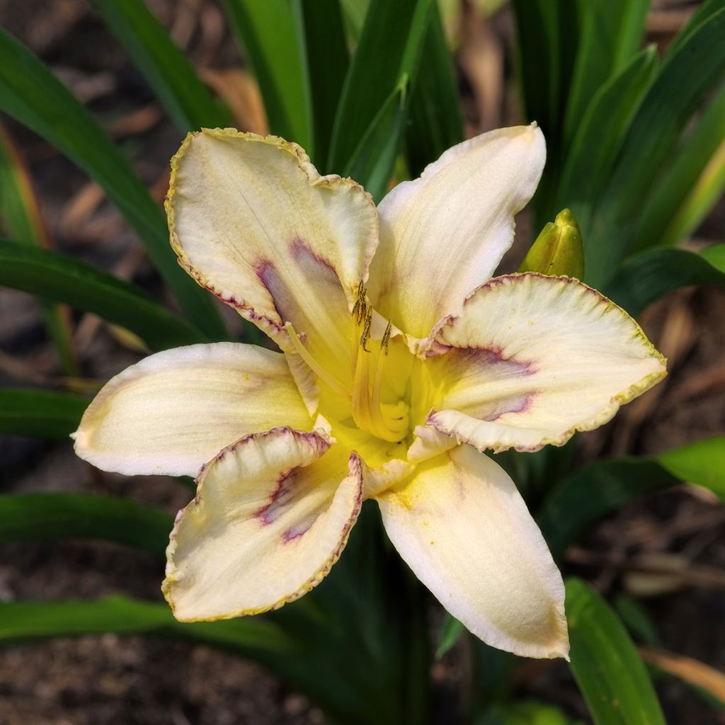 Hemerocallis Destined to See - Emerocallide