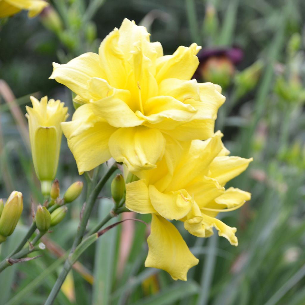 Hemerocallis Double River Wye - Emerocallide