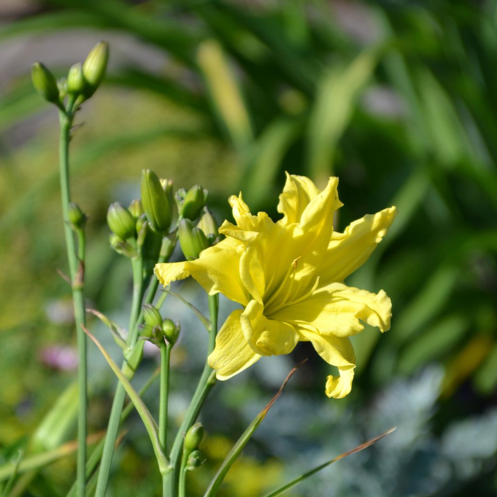 Hemerocallis Double River Wye - Emerocallide