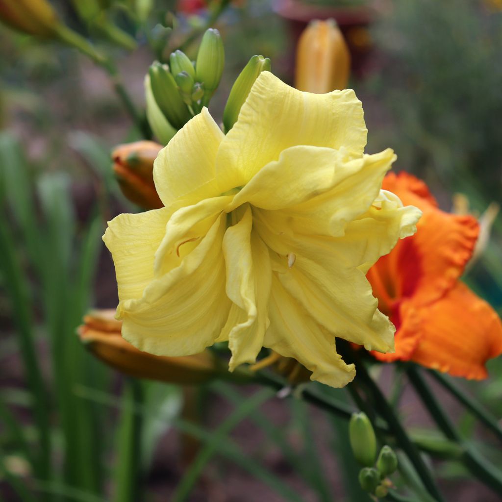 Hemerocallis Double River Wye - Emerocallide