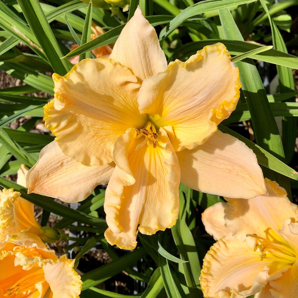 Hemerocallis Enchanted Forest - Emerocallide