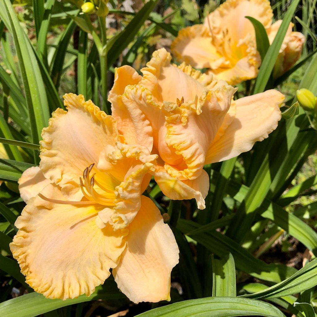 Hemerocallis Enchanted Forest - Emerocallide