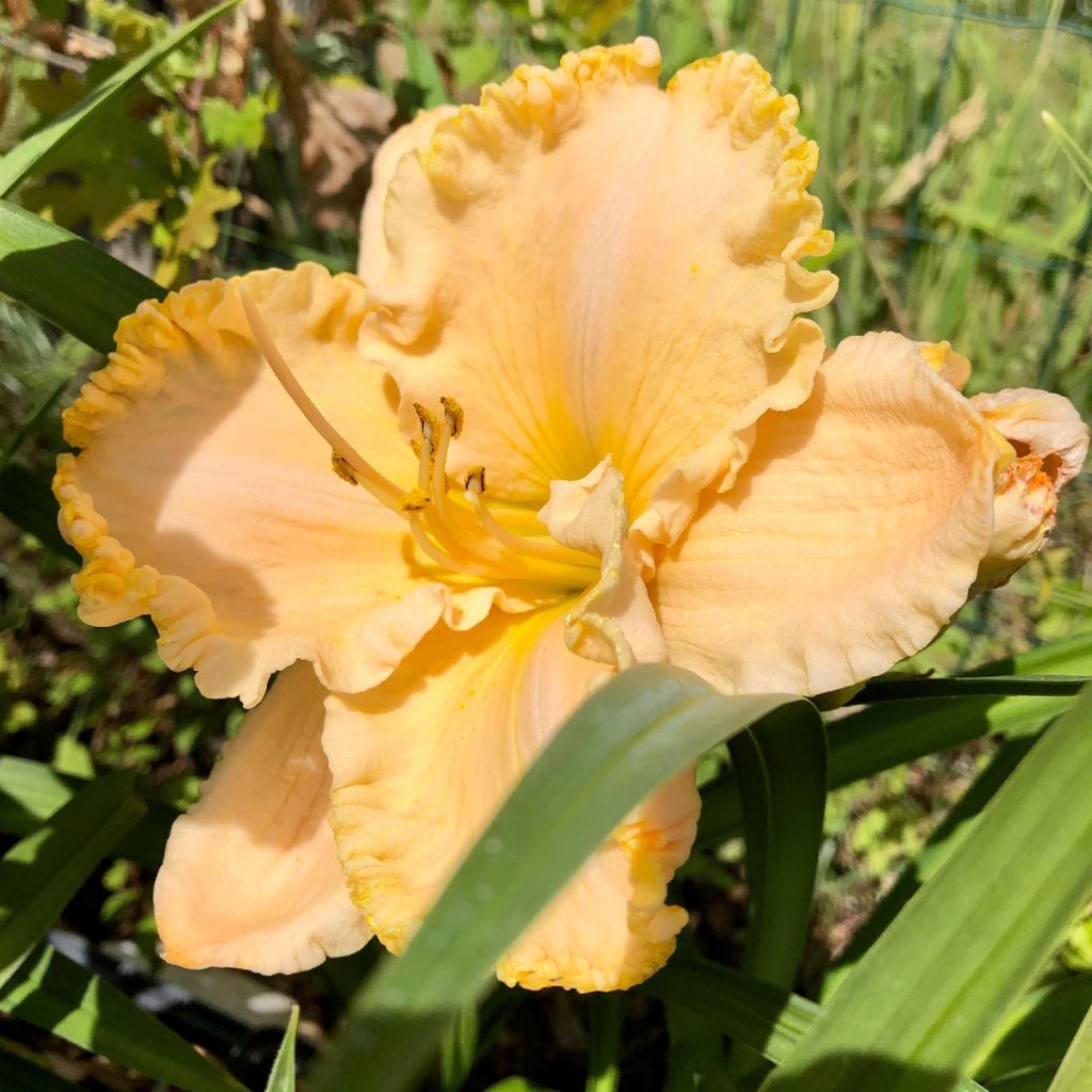 Hemerocallis Enchanted Forest - Emerocallide