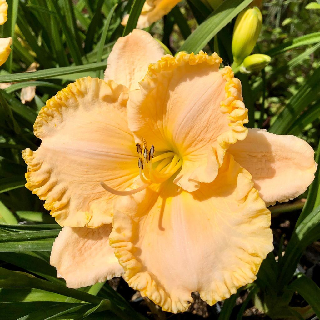 Hemerocallis Enchanted Forest - Emerocallide