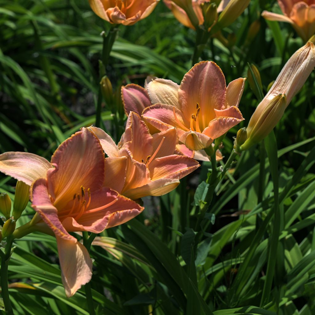 Hemerocallis Everydaylily Cerise - Emerocallide