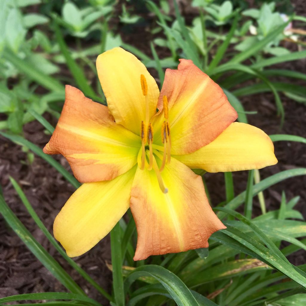 Hemerocallis Everydaylily Punch Yellow - Emerocallide