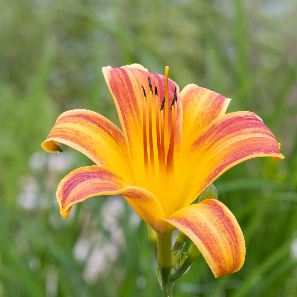 Hemerocallis Everydaylily Red Ribs - Emerocallide