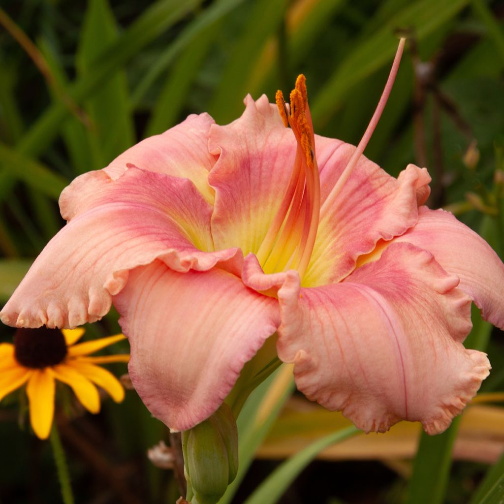 Hemerocallis Eyed Beauty - Emerocallide