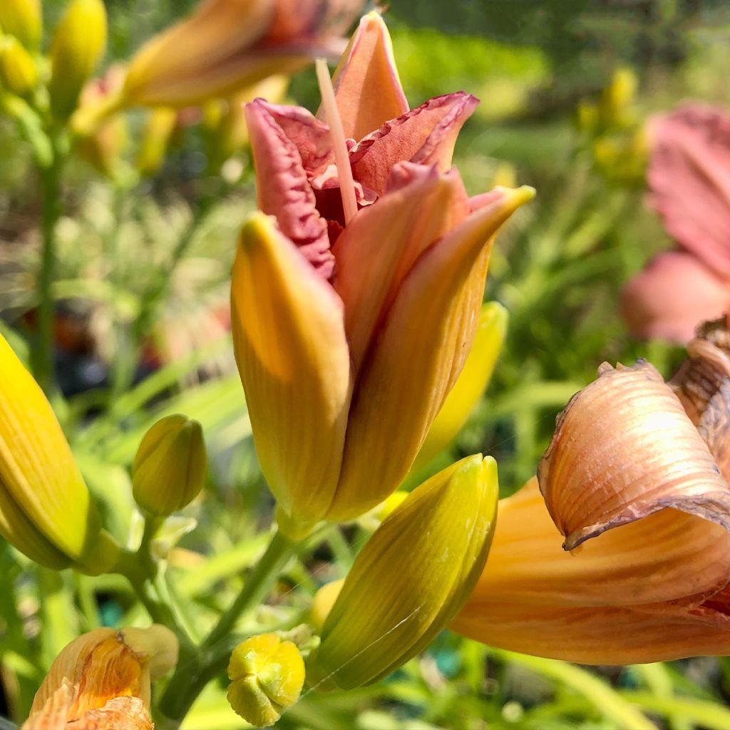 Hemerocallis Eyed Beauty - Emerocallide