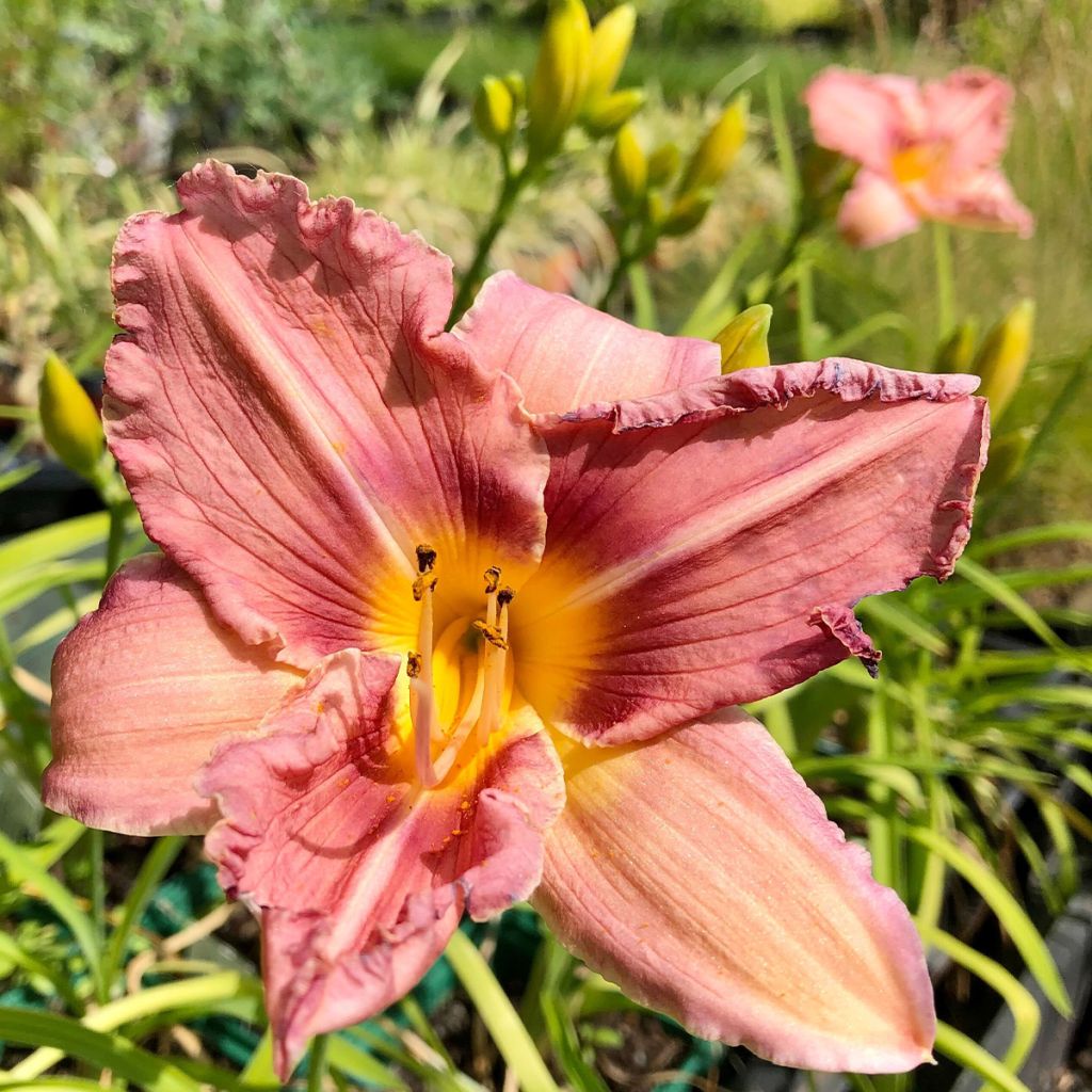 Hemerocallis Eyed Beauty - Emerocallide