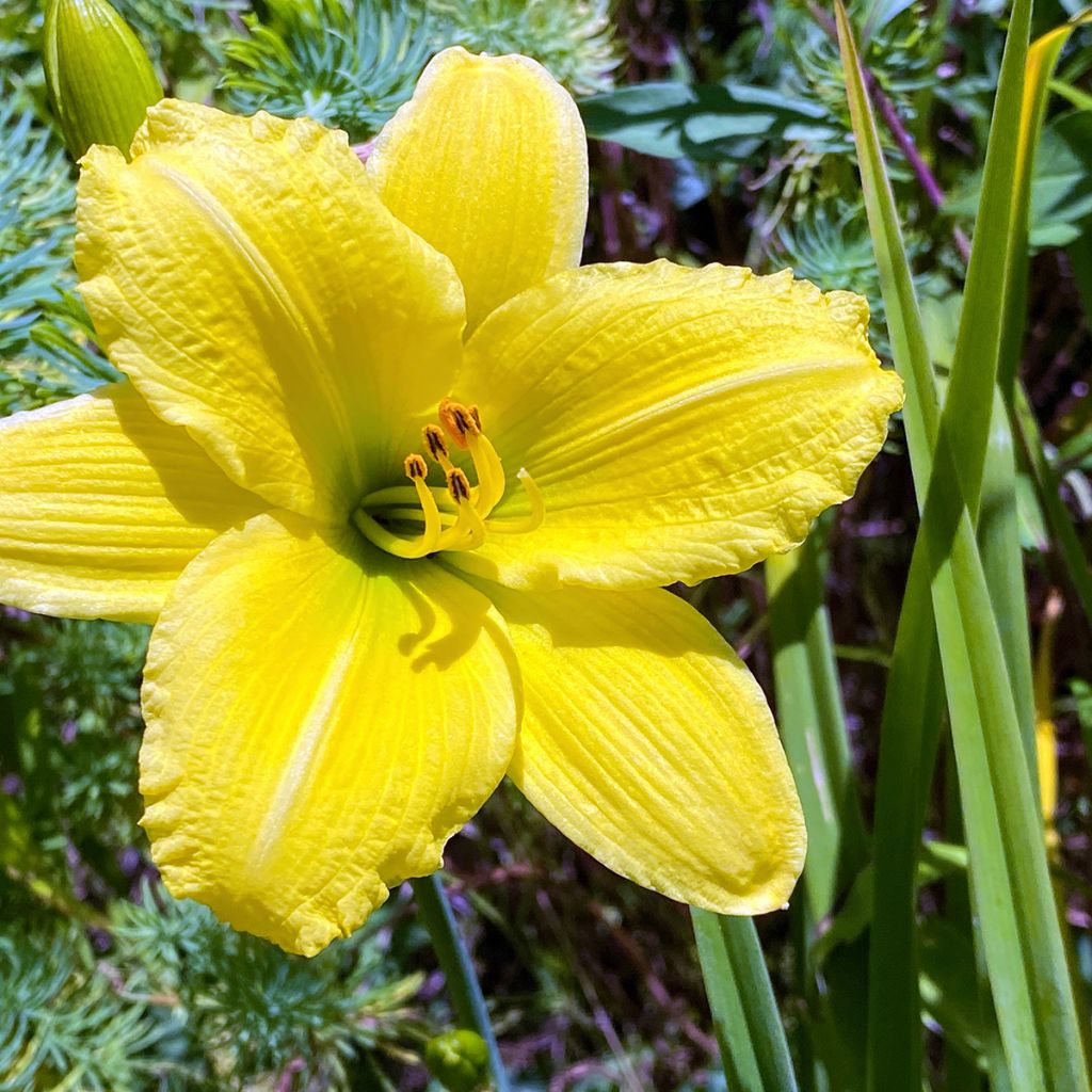 Hemerocallis Green Flutter - Emerocallide