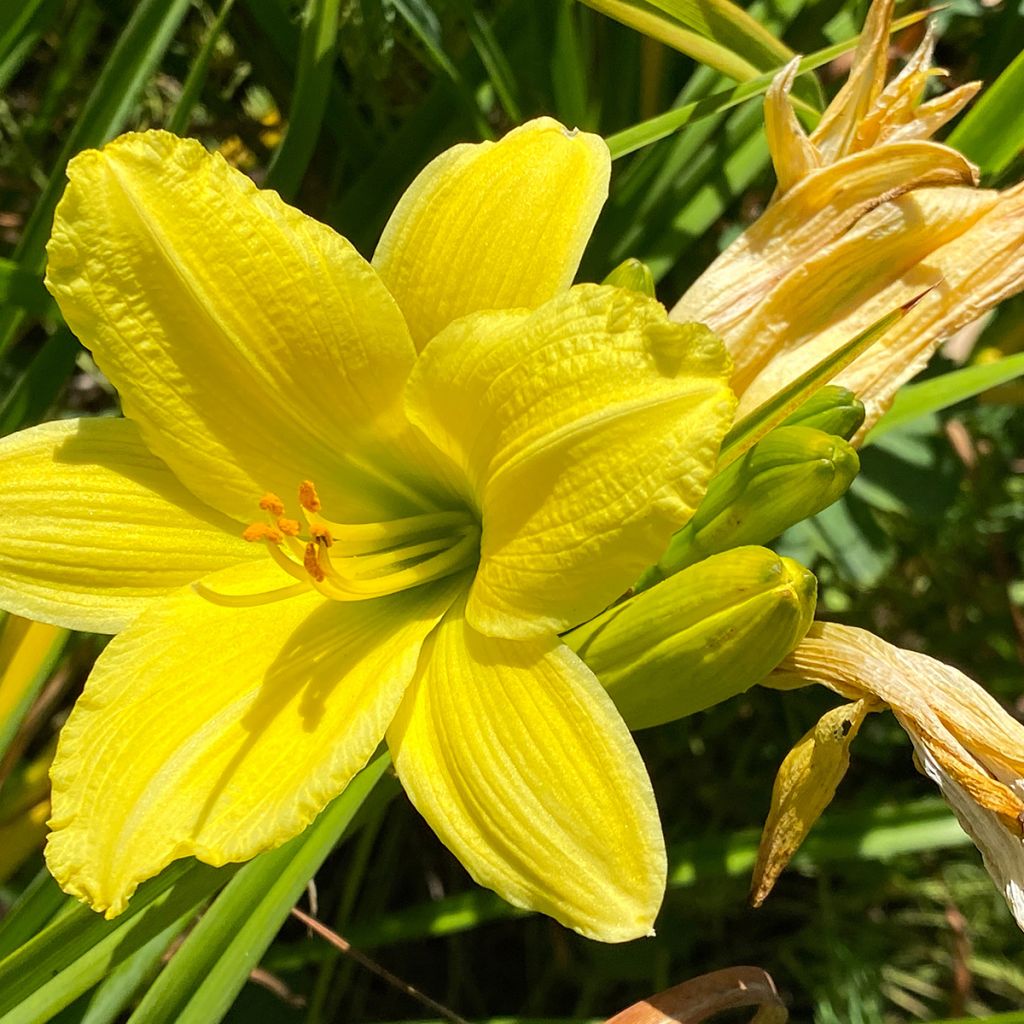 Hemerocallis Green Flutter - Emerocallide