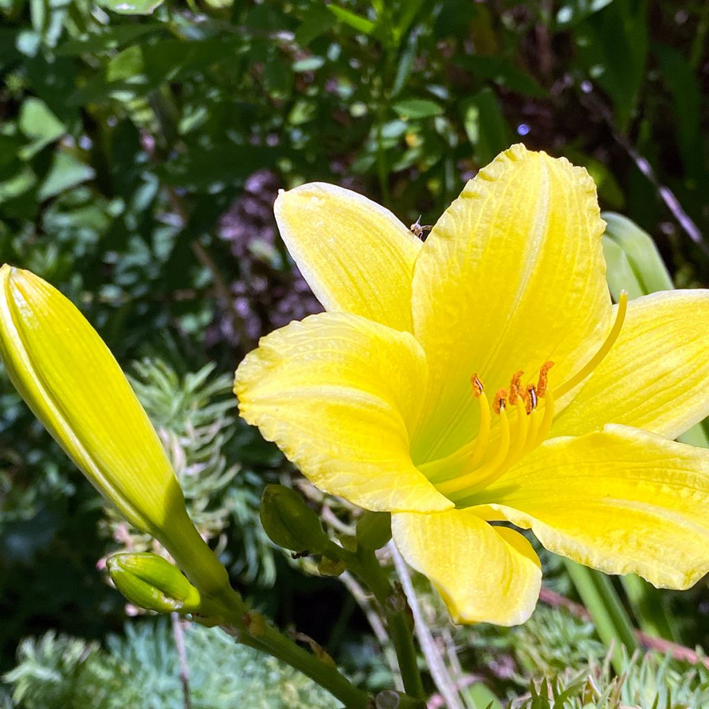 Hemerocallis Green Flutter - Emerocallide