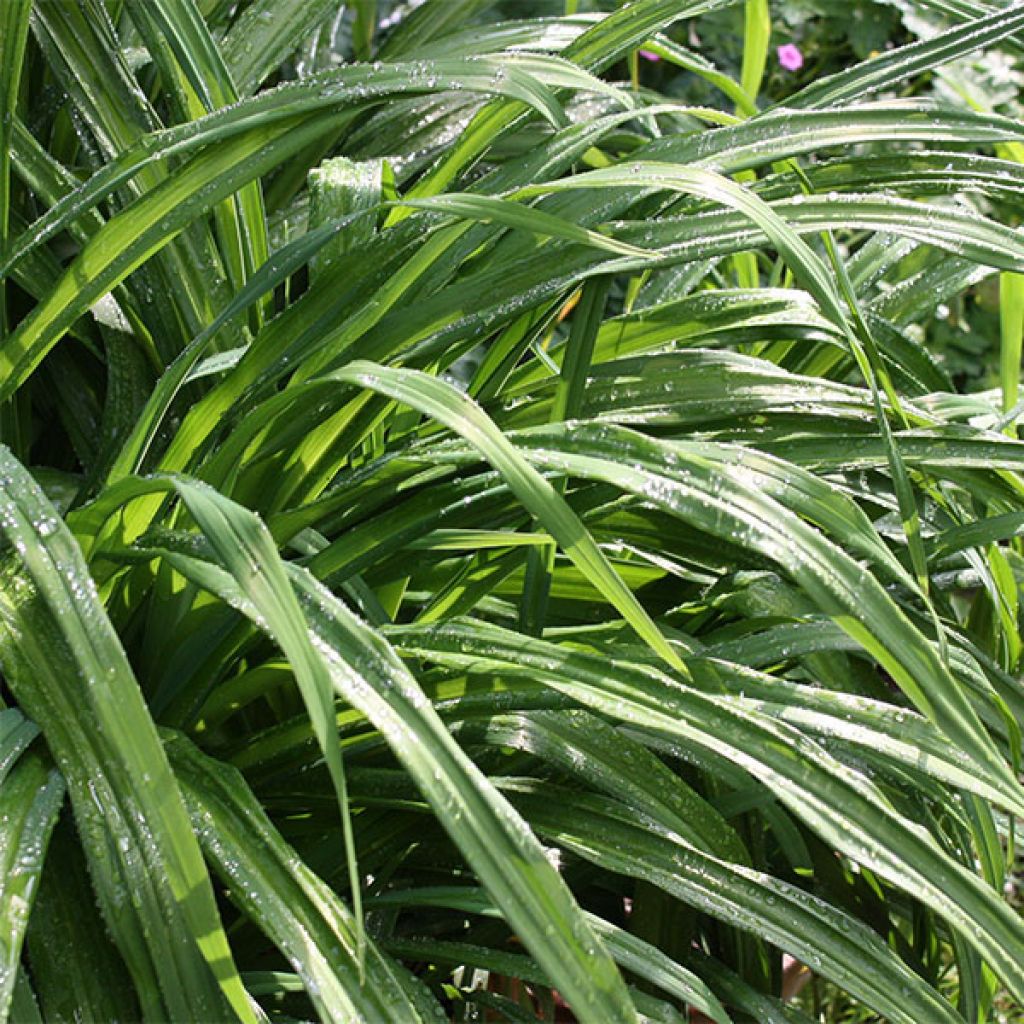 Hemerocallis Iron Gate Glacier - Emerocallide