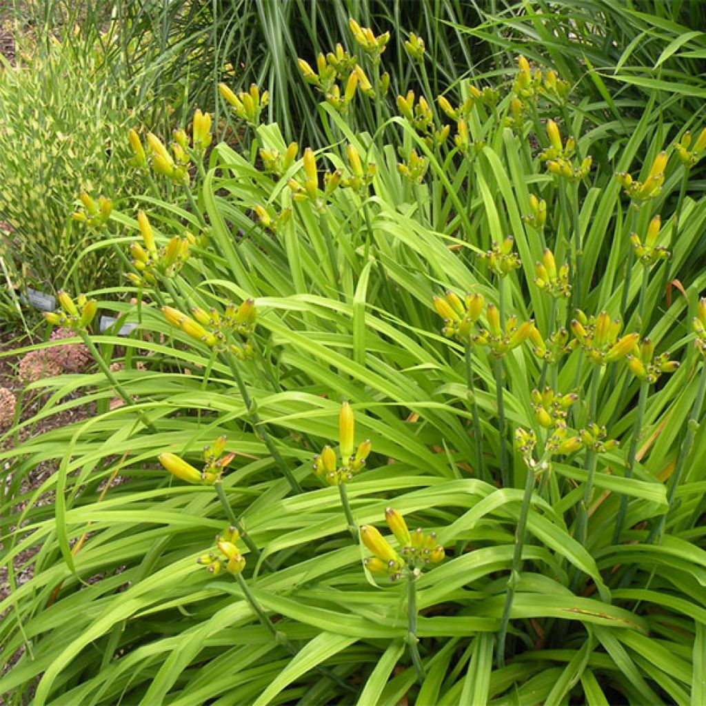 Hemerocallis Iron Gate Glacier - Emerocallide