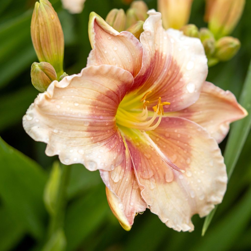 Hemerocallis Janice Brown - Emerocallide