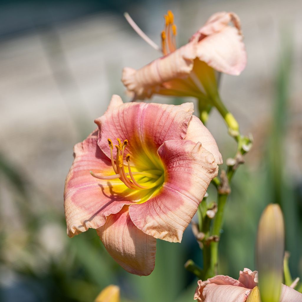 Hemerocallis Janice Brown - Emerocallide