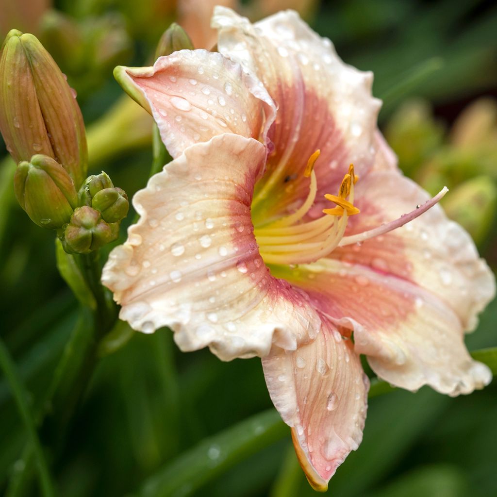 Hemerocallis Janice Brown - Emerocallide