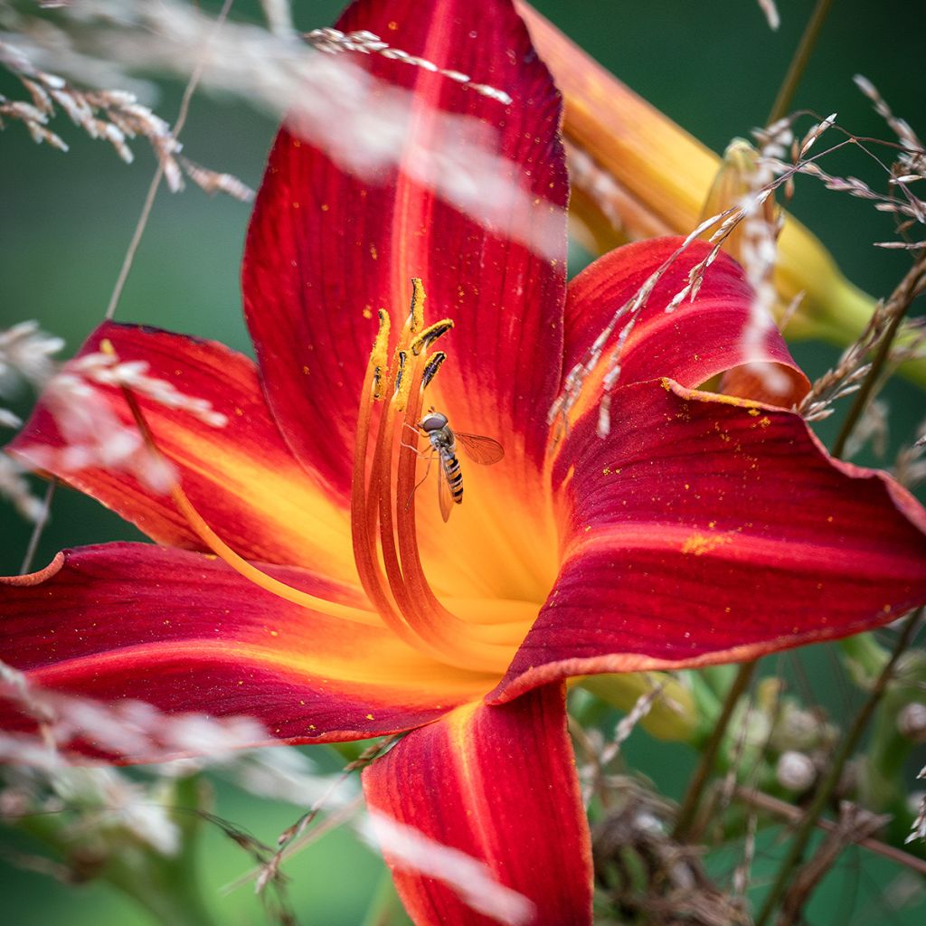 Hemerocallis Jolly Hearts - Emerocallide