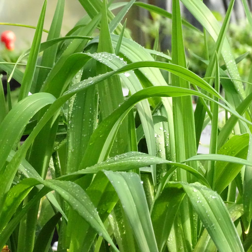 Hemerocallis Jolly Hearts - Emerocallide