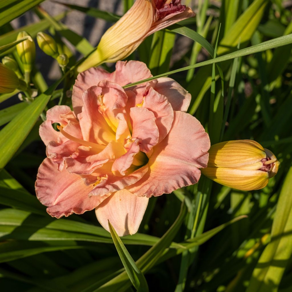 Hemerocallis Lacy Doily - Emerocallide