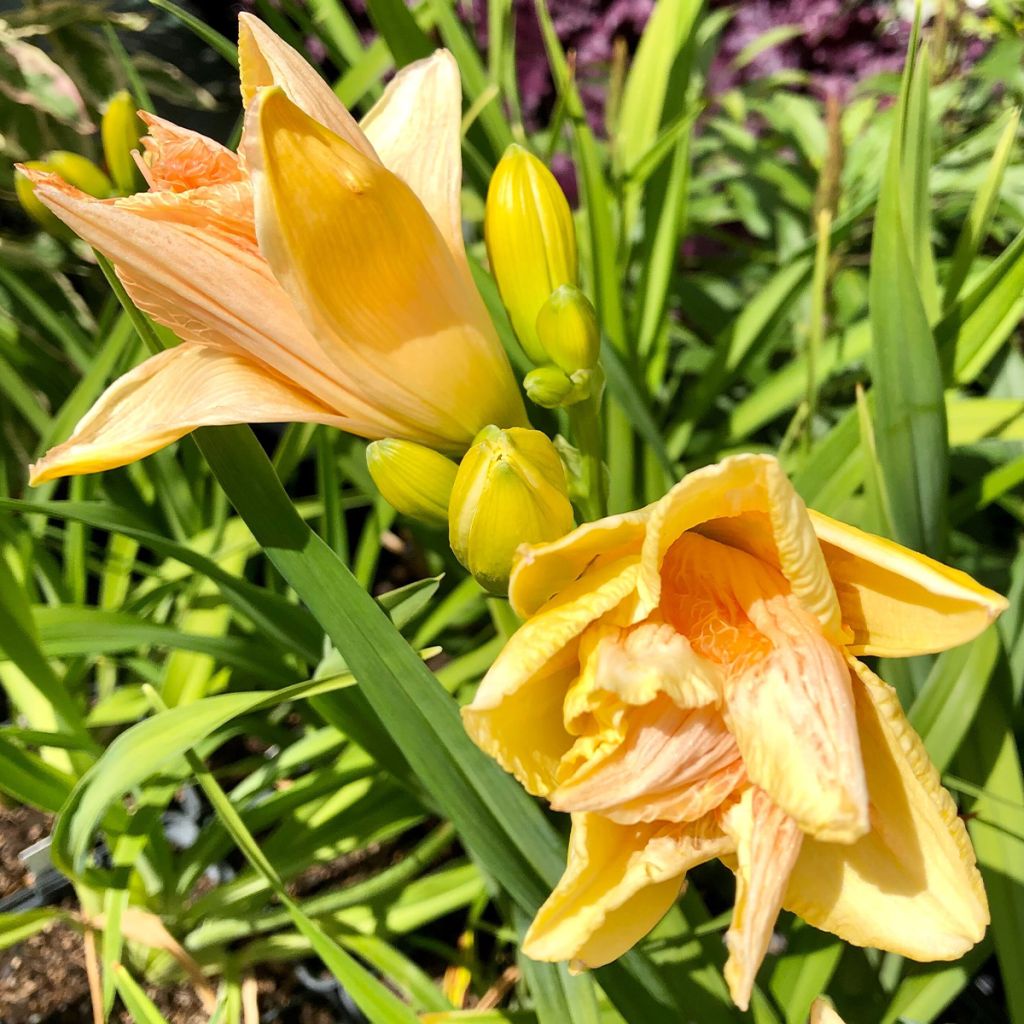 Hemerocallis Land of Cotton - Emerocallide