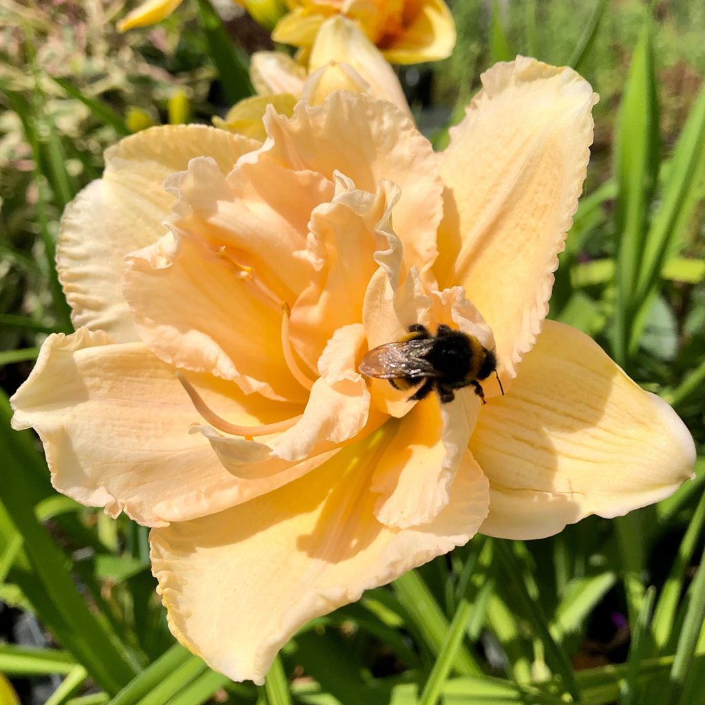 Hemerocallis Land of Cotton - Emerocallide