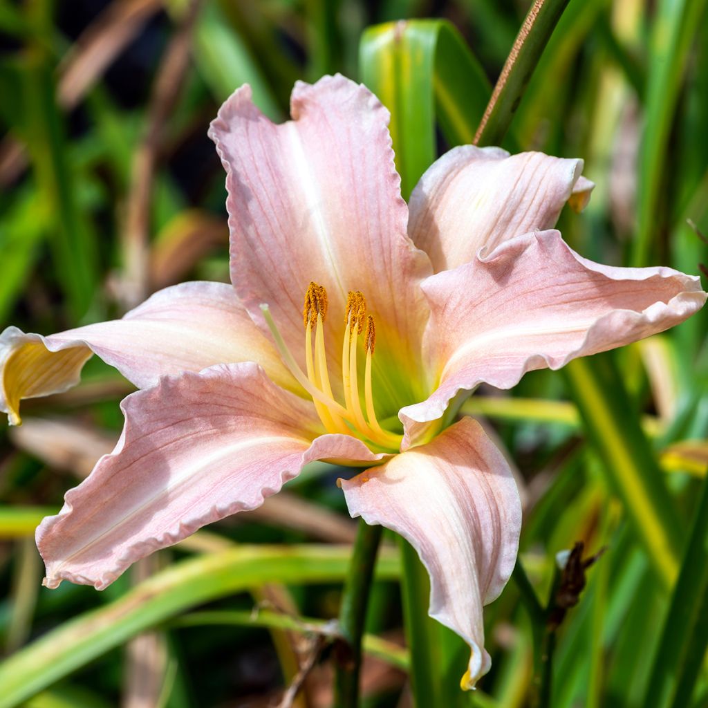 Hemerocallis Luxury Lace - Emerocallide