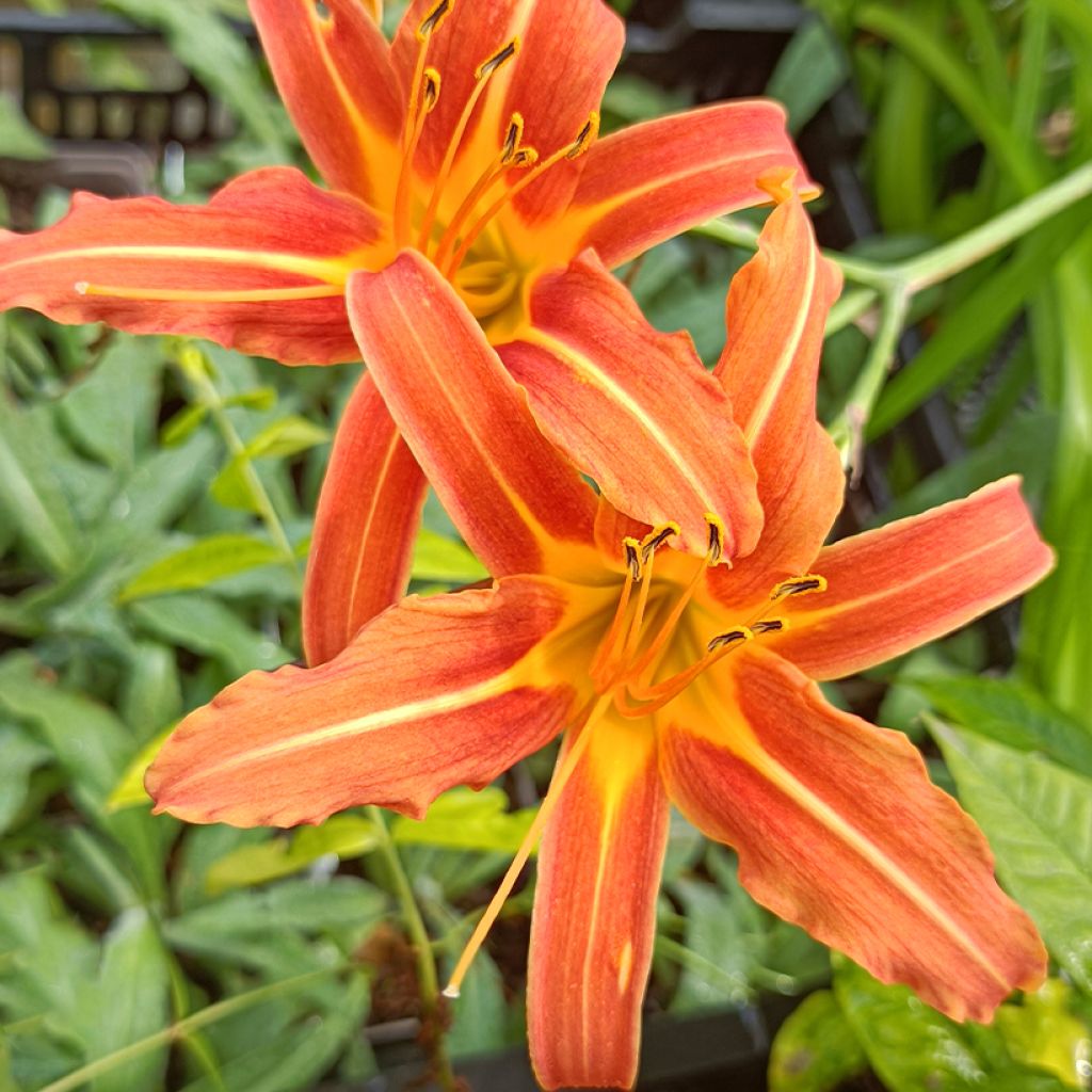 Hémérocalle Margaret Perry - Lis d'un jour rouge orangé