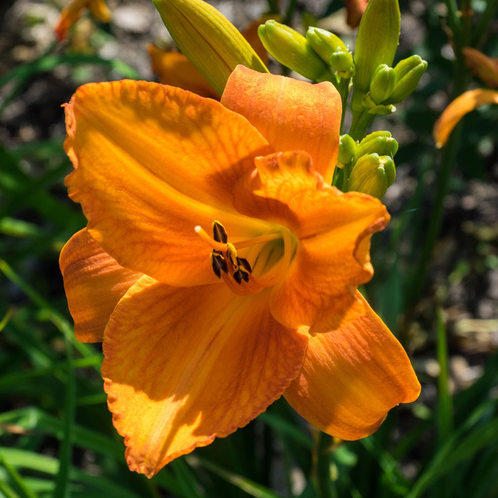 Hemerocallis Mauna Loa - Emerocallide