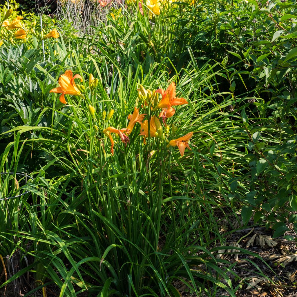 Hemerocallis Mauna Loa - Emerocallide