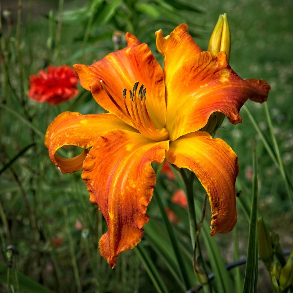 Hemerocallis Mauna Loa - Emerocallide