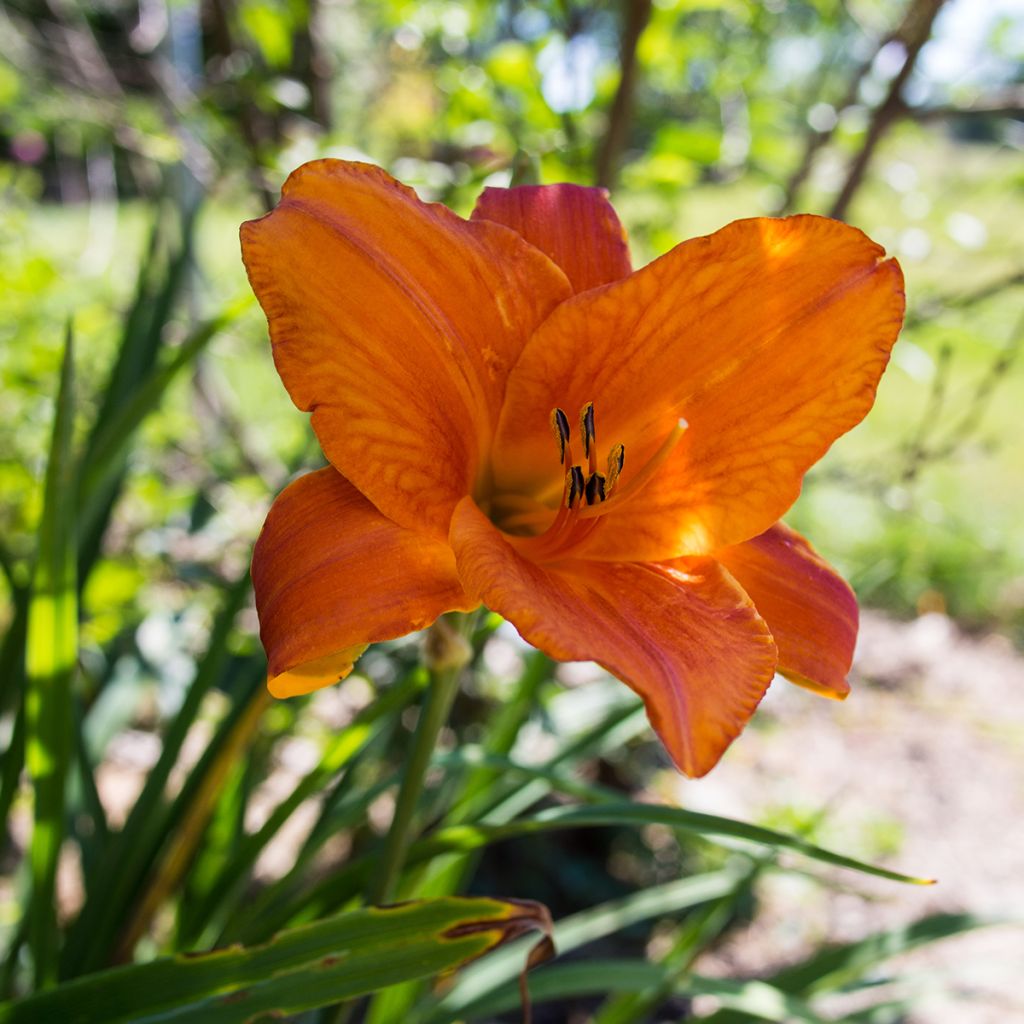 Hemerocallis Mauna Loa - Emerocallide